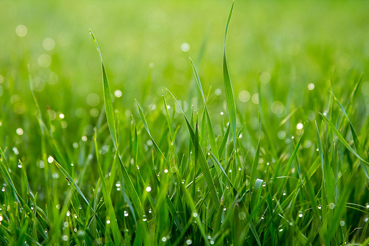 Well Maintained Lawn Lancaster Landscaping Lawn Care Services