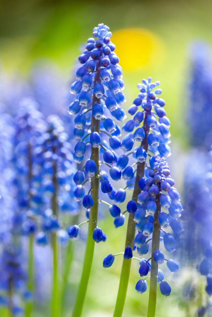 Beautiful Spring Flowers Professional Lancaster Landscaping Lawn Care and Services