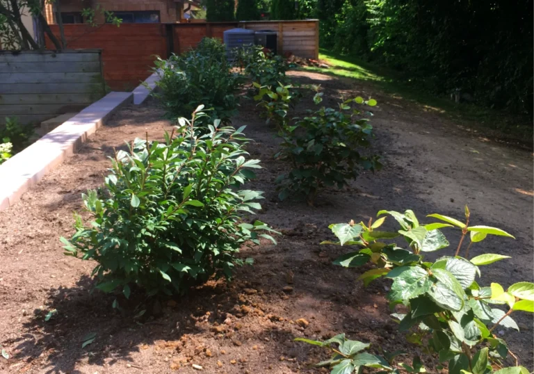 Unique Plant Species Residential Lancaster Landscaping Lawn Care and Snow Removal Services