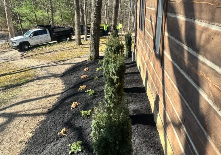Single Shrub Residential Lancaster Landscaping Lawn Care and Snow Removal Services